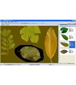 LA-S型植物葉面積、病斑、蟲損、葉色分檔分析儀系統(tǒng)